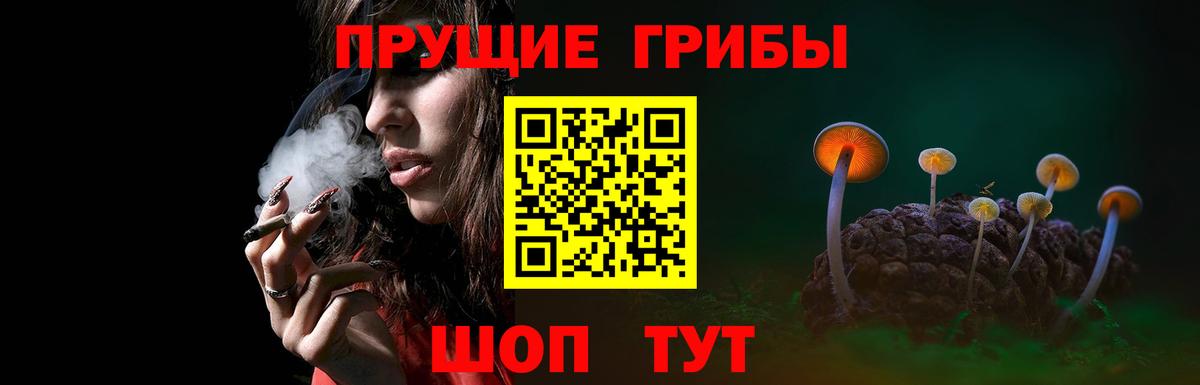 Псилоцибиновые грибы Psilocybine cubensis Кудрово